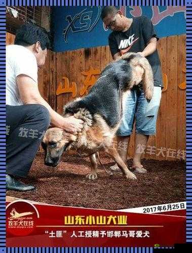 狗配人怎样配马配人呢图片:让人疑惑的画面