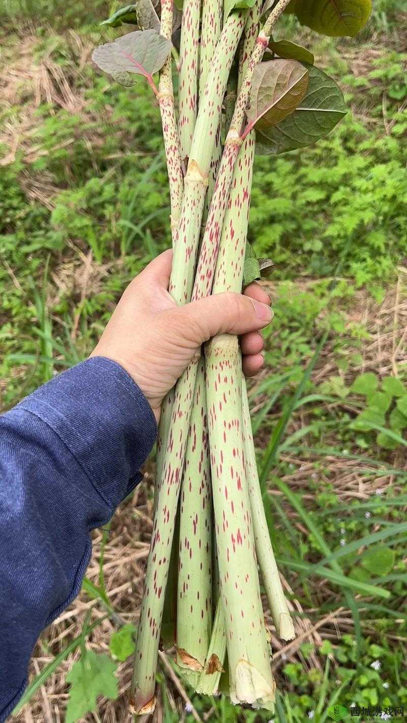 一杆大枪草全家:这是啥意思