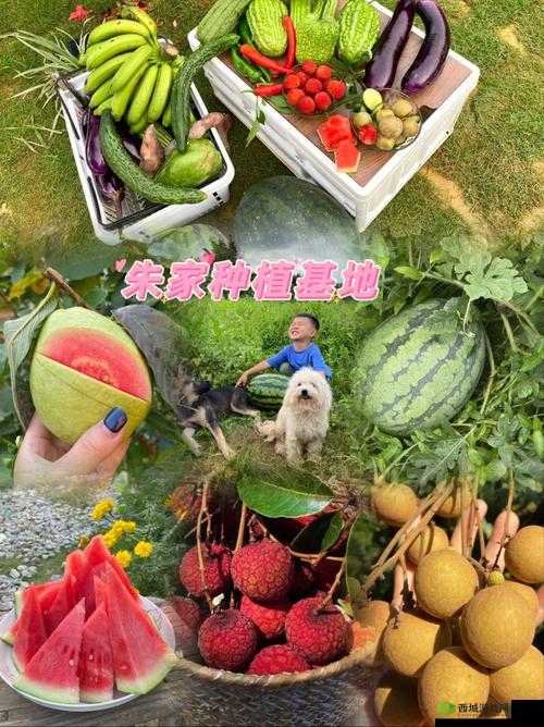 草莓丝瓜芭乐鸭脖:丰富水果与特色美食的奇妙组合