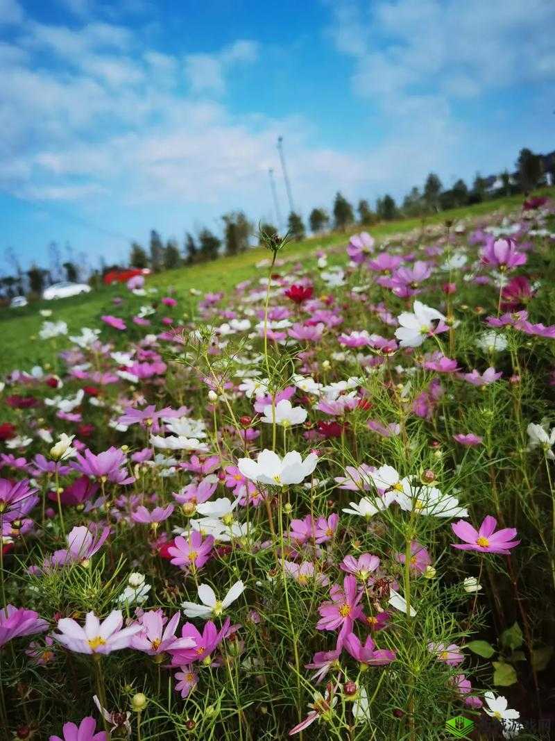 野花韩国大全免费看 8:一场视觉盛宴的开启