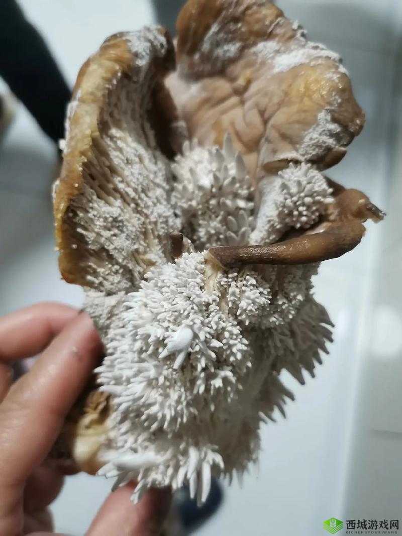 17cc 网黑料爆料官网蘑菇:探寻背后不为人知的秘密
